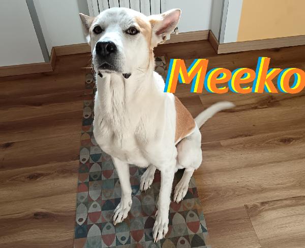 Meeko, Dal Divano Al Canile